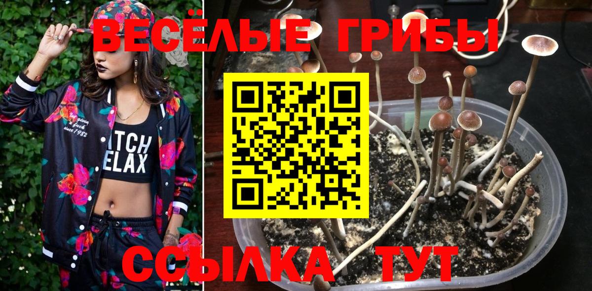 Псилоцибиновые грибы Psilocybine cubensis Тайшет